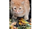 Рыжий кот ждет хозяев на улице