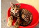 Котенок Фрося кошка полосатая в добрые руки