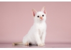 Котнок Гав ищет дом
