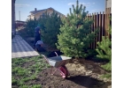 Саженцы и крупномеры высшего качества для быстрого озеленения