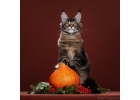 Котята мейн-кун в 4 месяца 4 кг