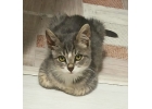 Котенок Лакки в поисках дома