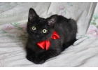 Чрный котенок Веточка ищет дом