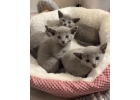 Русские голубые котята
